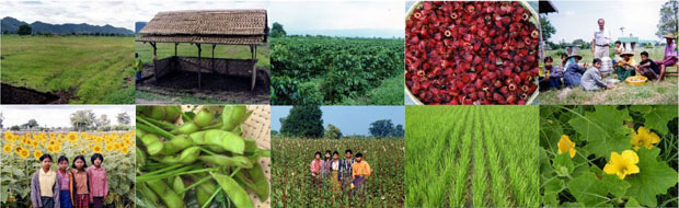 ミャンマー農業通信 記事一覧