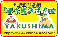 世界自然遺産 「屋久島」の生き物